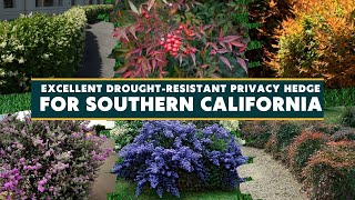 7 Excellent Drought Resistant Privacy Hedge Options for Southern California 🌺🍃 [upl. by Leahplar]