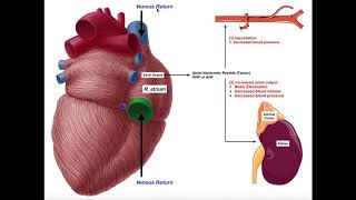 Release amp Functions of Atrial Natriuretic Peptide ANP [upl. by Ahsital876]