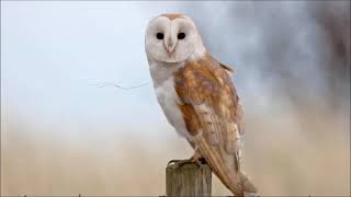 Barn Owl  Sound Call Song Voice Hooting Hissing Screeching and Noises Made by the Bird [upl. by Gay]