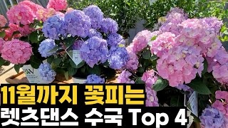 11월까지 피는 렛츠댄스 수국 Top 4 [upl. by Bendick]