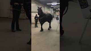 Manitoba Winter festival  King of the Show 2019 [upl. by Assilev]