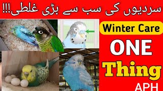 budgies winter care  Toto ko sardi se kase bachey  tips by Aph [upl. by Oirramed]