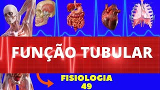 FUNÇÃO TUBULAR RENAL  FILTRAÇÃO GLOMERULAR REABSORÇÃO E SECREÇÃO  FISIOLOGIA HUMANA  GUYTON [upl. by Rayford811]