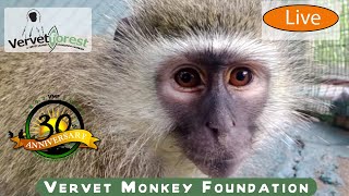 Live  The Vervet Monkey Foundation Sunday Morning Trail 1 8am GMT [upl. by Chirlin]