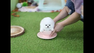 Teacup Pomeranian 티컵 포메라니안 [upl. by Ynneh]