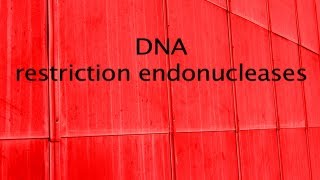 DNA restriction enzymes [upl. by Iel]