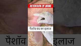 Retention of urine l dr Umar khan [upl. by Peg21]