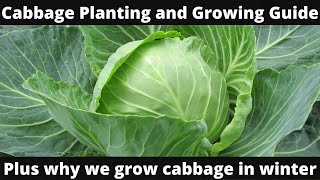 Cabbage planting and growing guide plus why we grow cabbage in winter [upl. by Mccord]