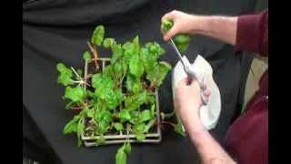 Swiss Chard Grown Indoors Harvesting and Cooking [upl. by Eibmab]