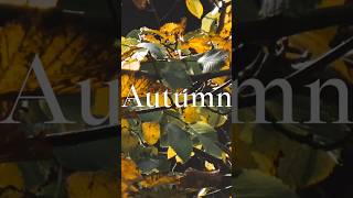 Tis’ Autumn  Nat king Cole music jazz autumn [upl. by Manard]