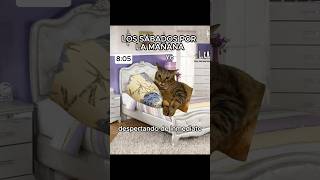 Los sábados por la mañana gatitos humor shorts memesgatos [upl. by Ecined]