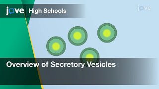 Overview of Secretory Vesicles  Cell Bio  Video Textbooks  Preview [upl. by Benia]