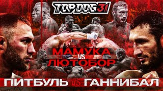 Питбуль VS Ганнибал Мамука VS Лютобор  Чемпионский бой  TOP DOG 31 Омск [upl. by Orthman155]