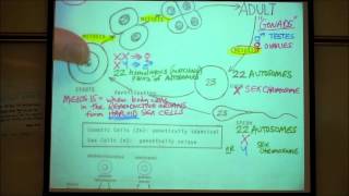 BIOLOGY LAB MEIOSIS amp CHROMOSOME ANOMALIES by Professor Fink [upl. by Lyndsay]