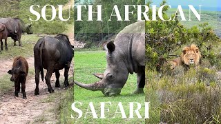 SAFARI in Mossel Bay South Africa  Botlierskop Game Reserve [upl. by Nilkcaj417]