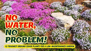 10 Toughest Ground Cover Plants for a LowMaintenance Garden 🌱💪🌻  Gardening Ideas [upl. by Hcnarb]