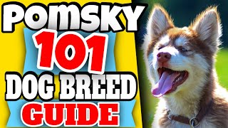 Pomsky 101  Dog Breed Guide  Pomeranian Husky Mix [upl. by Ramaj]