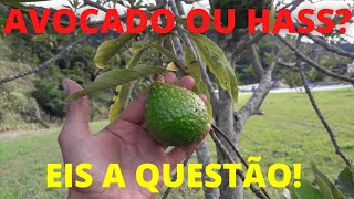 ABACATE AVOCADO OU HASS VOCÊ CONHECE Diga nos comentários 👇 [upl. by Aneetsirhc]