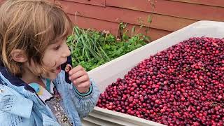 Cranberry Harvest Festival Fall 2023 [upl. by Ysabel574]