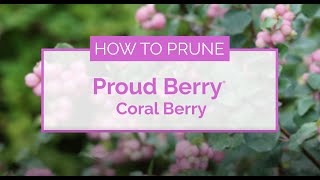 How to Prune Proud Berry® Coral Berry [upl. by Bigner]