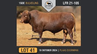 Lot 41  Vlakte Bonsmara Bulveiling  18 Okt 2024 [upl. by Gladstone316]