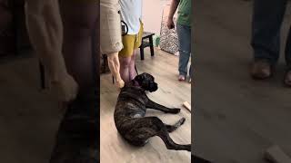 Training a Cane Corso with serious resource guarding issues dogs dogtraining canecorso [upl. by Ernie]