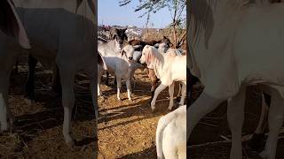 Top kankrej calf kaiyari Lakhpat kutch bolaya bull ke bachde cow kankrej kankrejcow guzerá [upl. by Anileme]