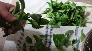 Harvest and preserving Stevia [upl. by Sigrid]