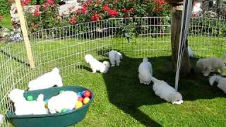 Bichon Frisé  Puppies 9 Weeks [upl. by Len846]