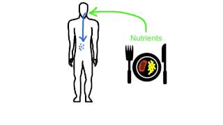 A13 State that nonessential amino acids cannot be synthesize in the body from other nutrients [upl. by Mazlack]