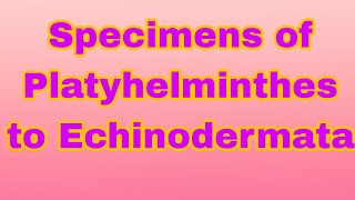 Specimens of Platyhelminthes to Echinodermata biology  biologyexperiment  science [upl. by Lishe]