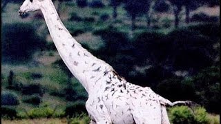 White Giraffes Nature Documentary [upl. by Mosby]