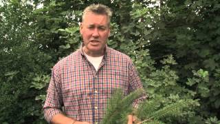 Identifying Douglas Fir [upl. by Nilya]