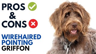 Wirehaired Pointing Griffon Pros and Cons  Korthals Griffon Advantages and Disadvantages [upl. by Nima]