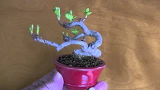 bonsai tree ヒメリンゴK（ひめりんご・姫林檎）実もの盆栽の販売 [upl. by Eelidnarb]