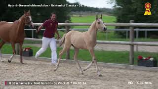 Lot 8 v Gold Garant  Da Vinci HS [upl. by Aihsela]