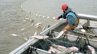 Amazing Skills Fishing Hundreds Tons of Fish With Giant Gill Net  Amazing Big Catching on The Sea [upl. by Dilks]