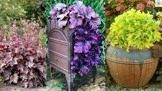 31 Best Heuchera Varieties  Different Types of Heucheras [upl. by Lledualc]