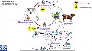 Cryptosporidium life cycle [upl. by Tuesday]