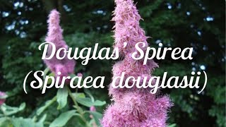 Douglas Spirea Choose a Spot for This Flowering Native With Care [upl. by Eckardt]