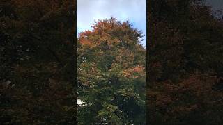 Autumn In Edgbaston Birmingham Part 3 [upl. by Eitsirhc153]