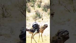 Ostrich crazy dance 🤣  ostrichsounds ostrichshorts ostrichattacks trending [upl. by Hewet]