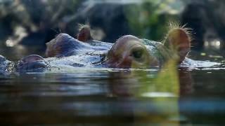 10 ANIMAIS com o ACASALAMENTO mais LOUCO [upl. by Ankney]