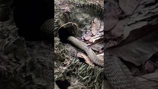 Suddenly saw a snake in the forest and tried to rescue it Wildlife snake wildlife rescue p1 [upl. by Pearlstein951]