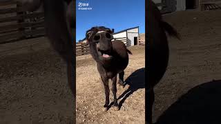 Donkey Has Something Urgent To Say🤣  ViralHog  trending funny shortvideo comedy donky [upl. by Ralyat515]