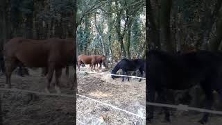 Cavalli nel bosco Laconi  Sardegna 🐎🐎 [upl. by Twitt]