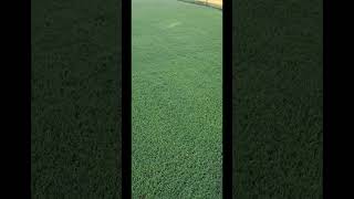 prodiamine pre emergent herbicide application [upl. by Pedaiah]