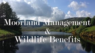 Moorland Management  what it is and how does it benefit wildlife in Scotland [upl. by Htennek]