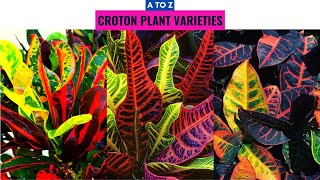 Croton Plant Varieties A to Z [upl. by Gretta]