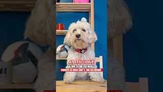 ULTIME 24 ORE PER AVERE IL MIO CALENDARIO ESCLUSIVO 📆 canedivertente cane dog divertente [upl. by Line]